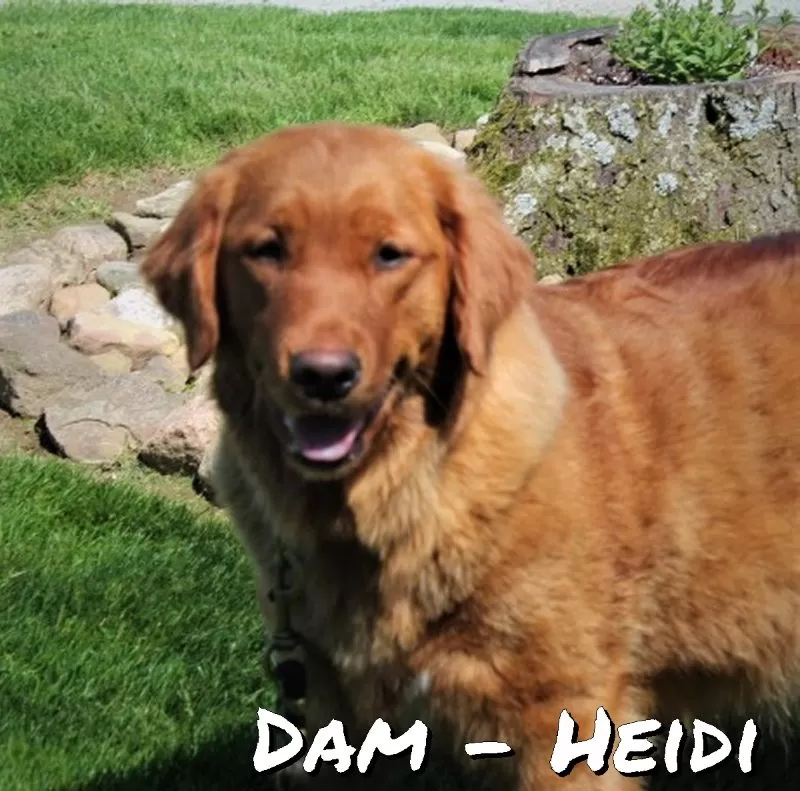 Puppy Name: Heidi
