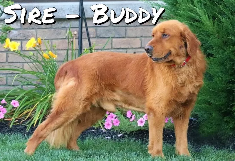 Puppy Name: Buddy
