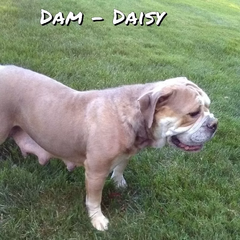 Puppy Name: Daisy
