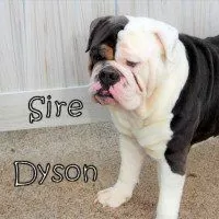 Dyson