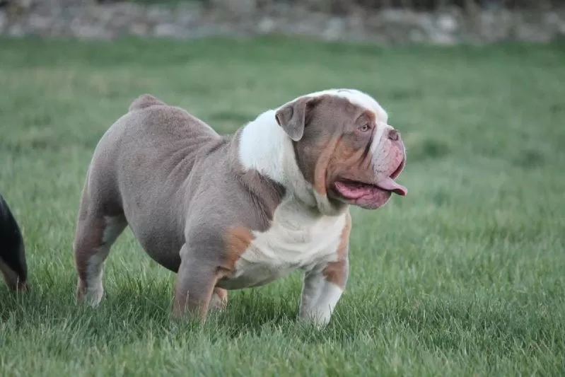 Puppy Name: Brutus