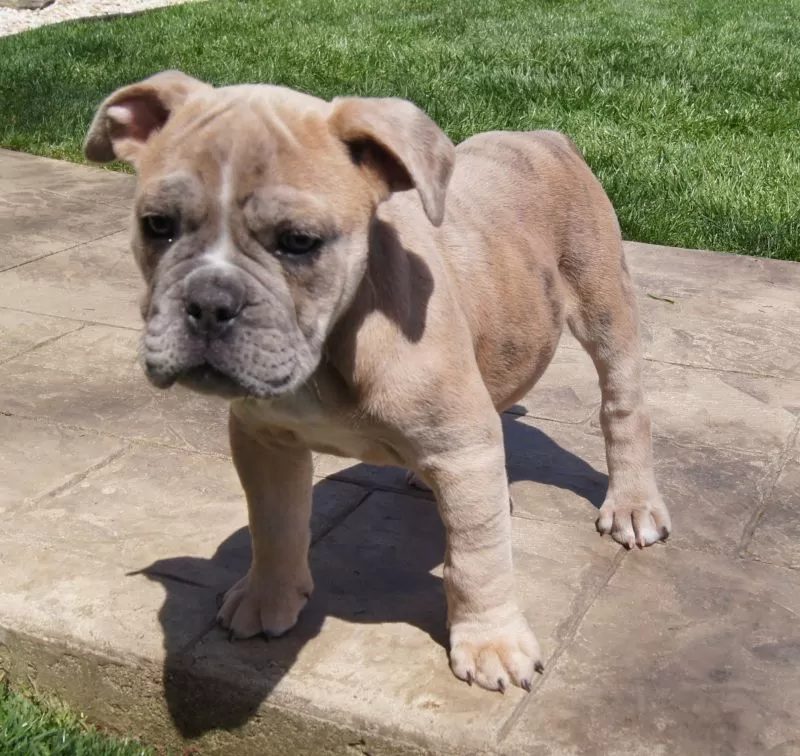 Archie