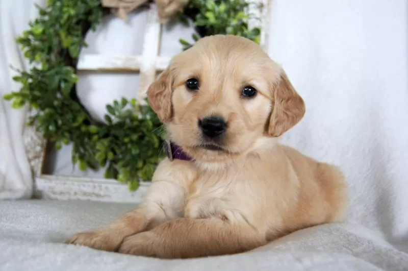 Bailey