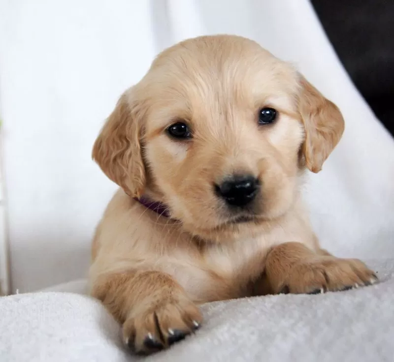 Bailey