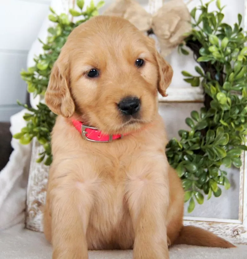 Taffy