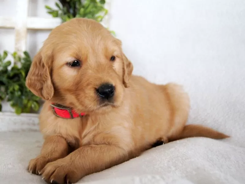 Taffy