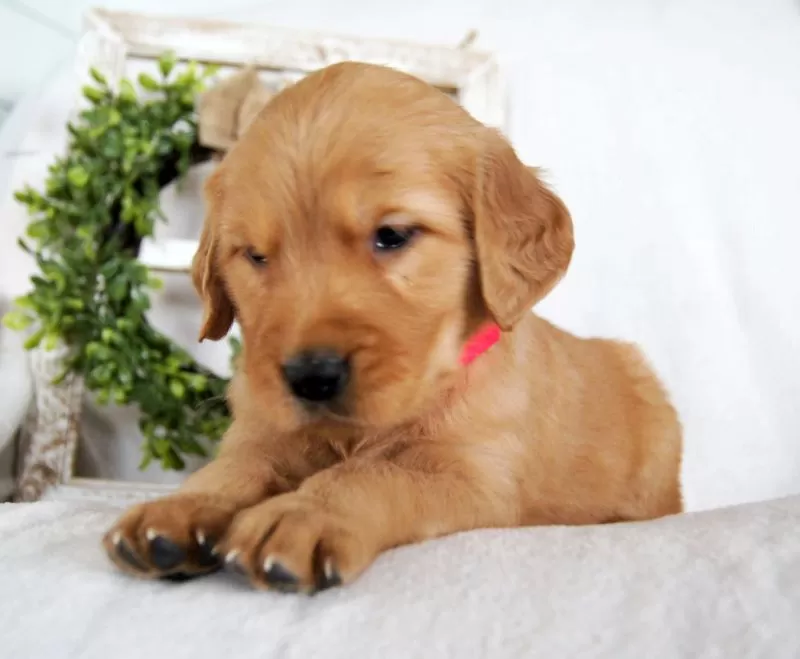 Taffy