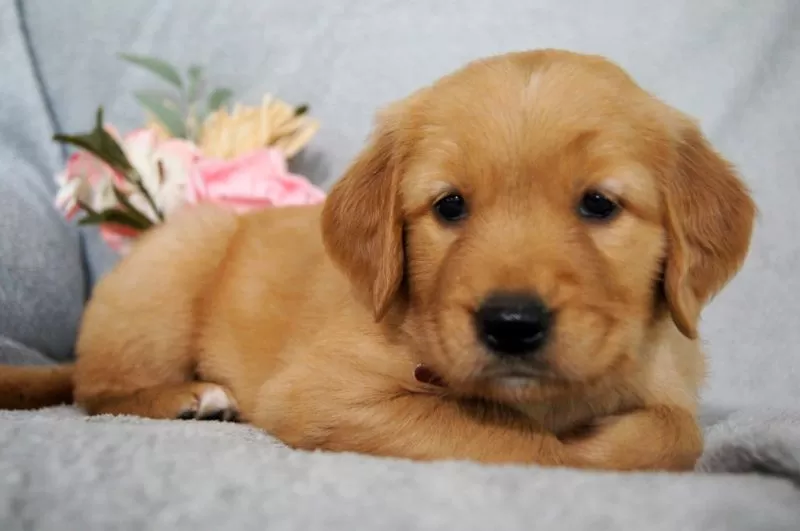 Puppy Name: Princess