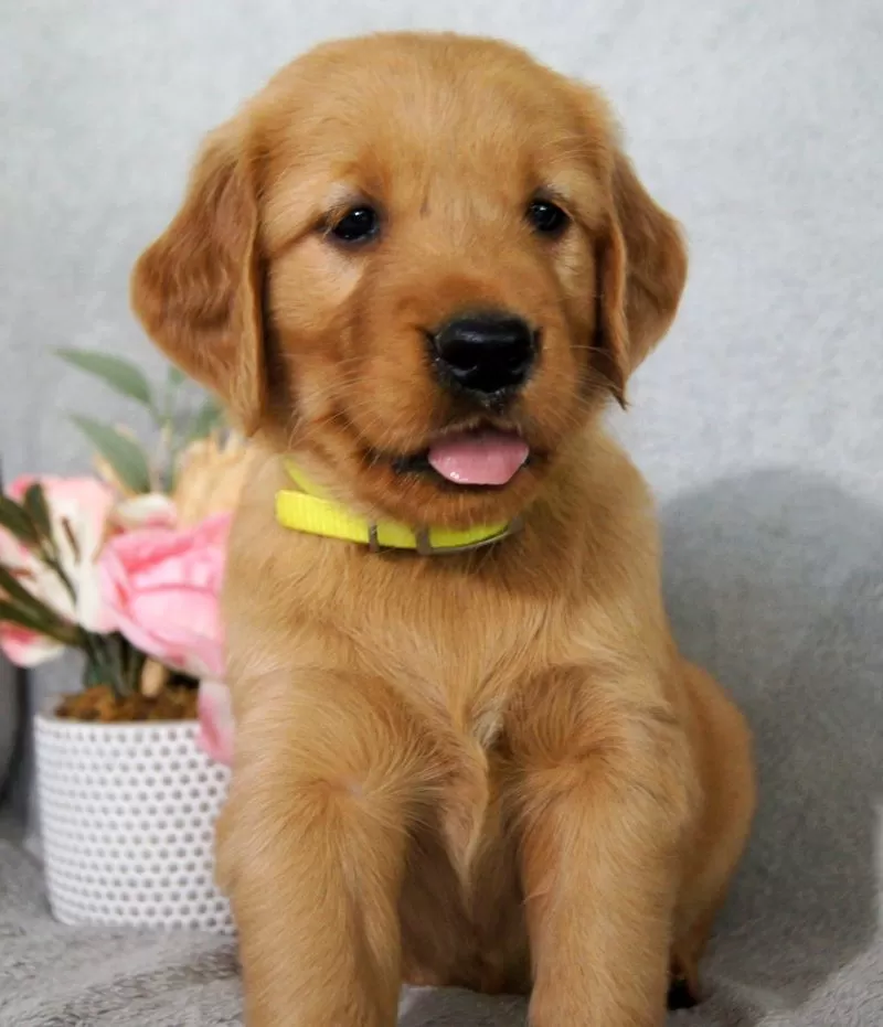 Bailey