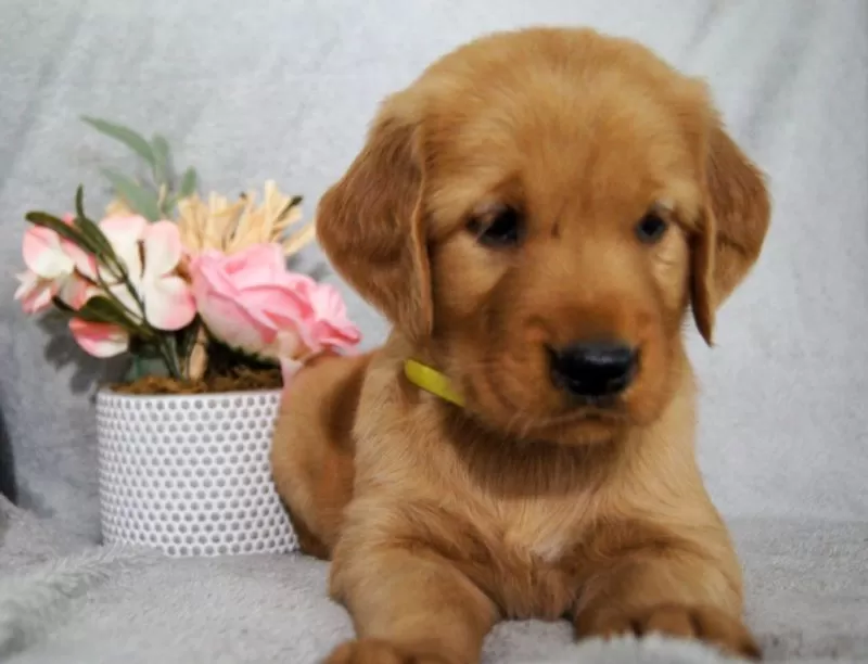 Bailey
