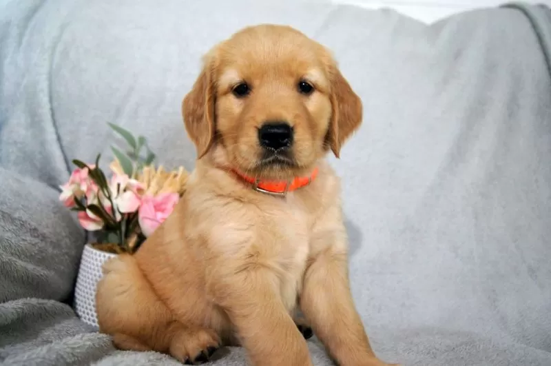 Puppy Name: Remi