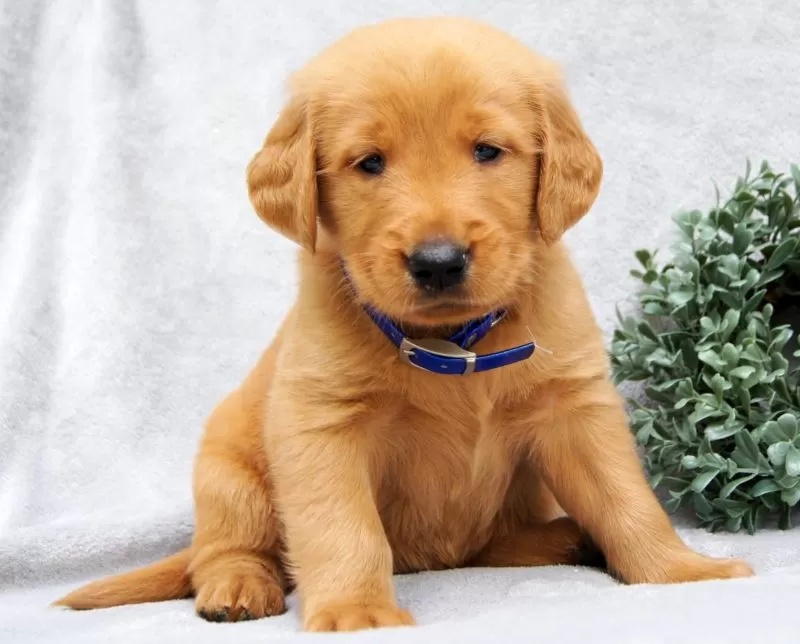 Puppy Name: Kobe
