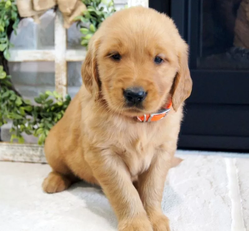 Puppy Name: Cody