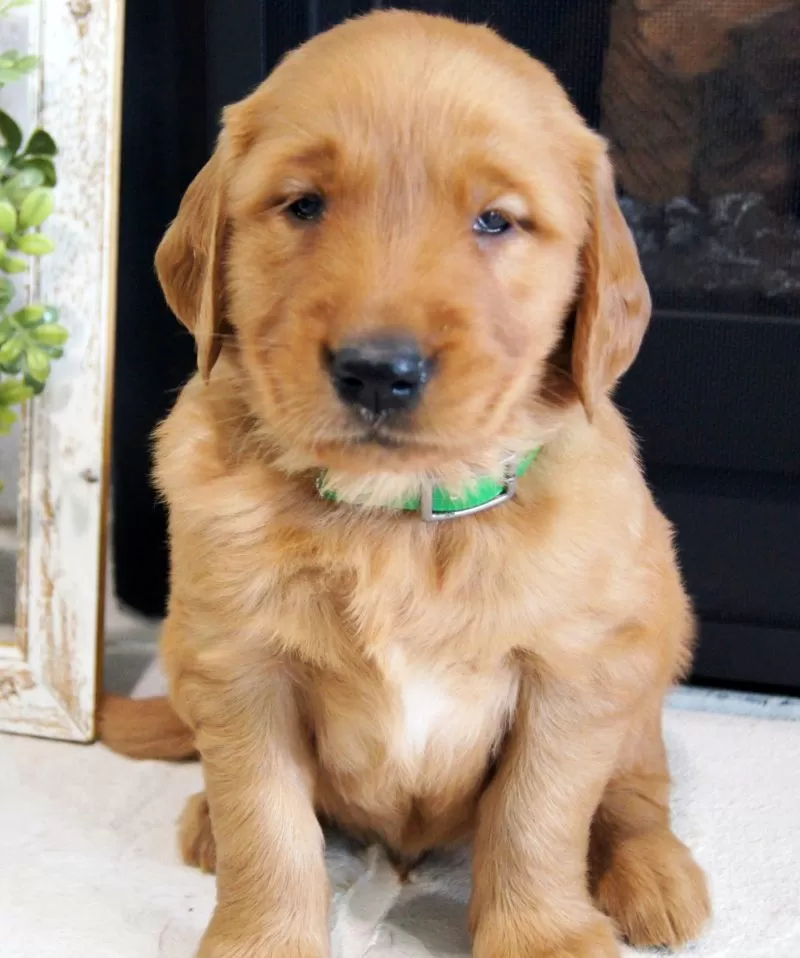 Puppy Name: Max