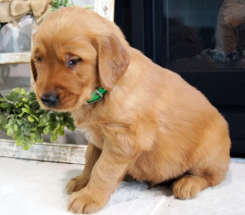 Max