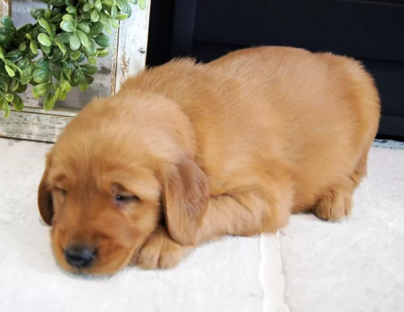 Max