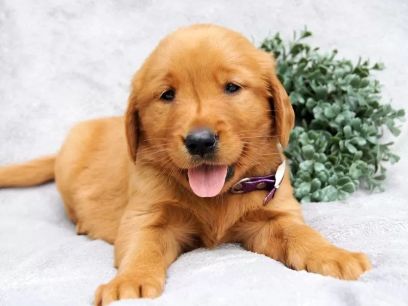 Puppy Name: Maggie