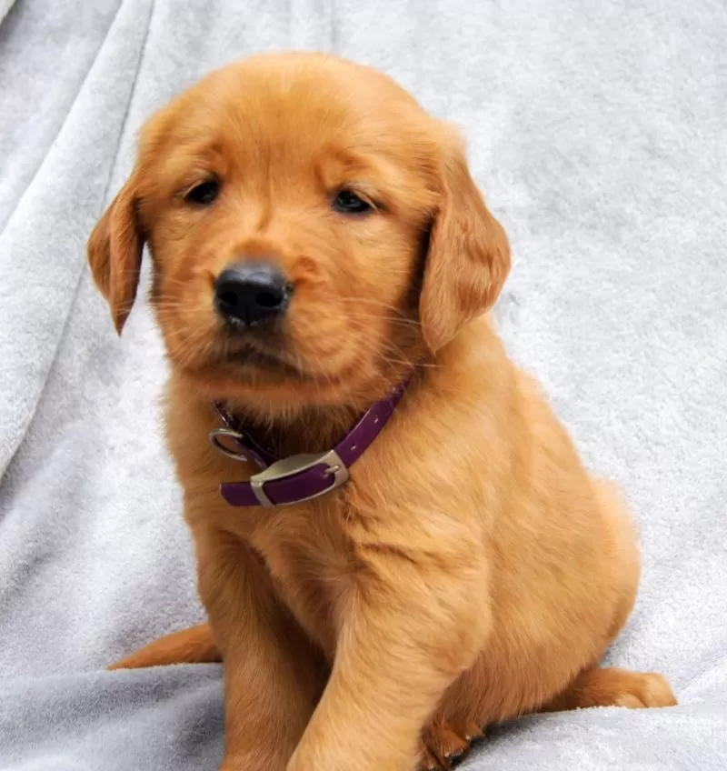 Maggie