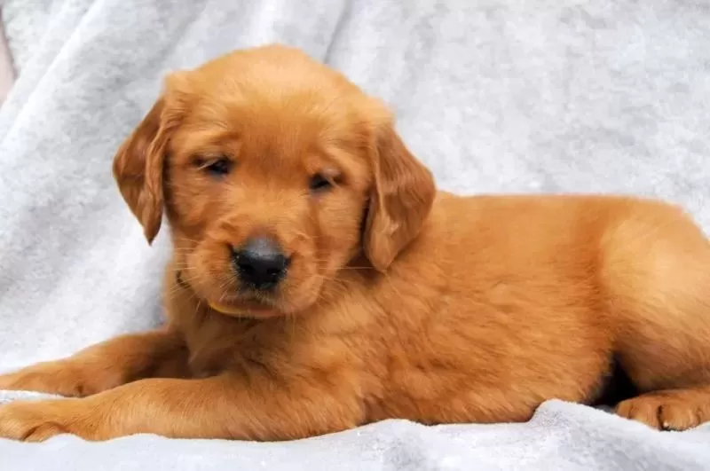 Puppy Name: Dixie