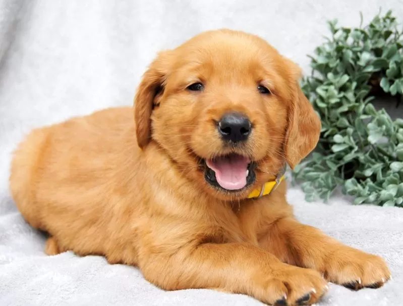 Dixie