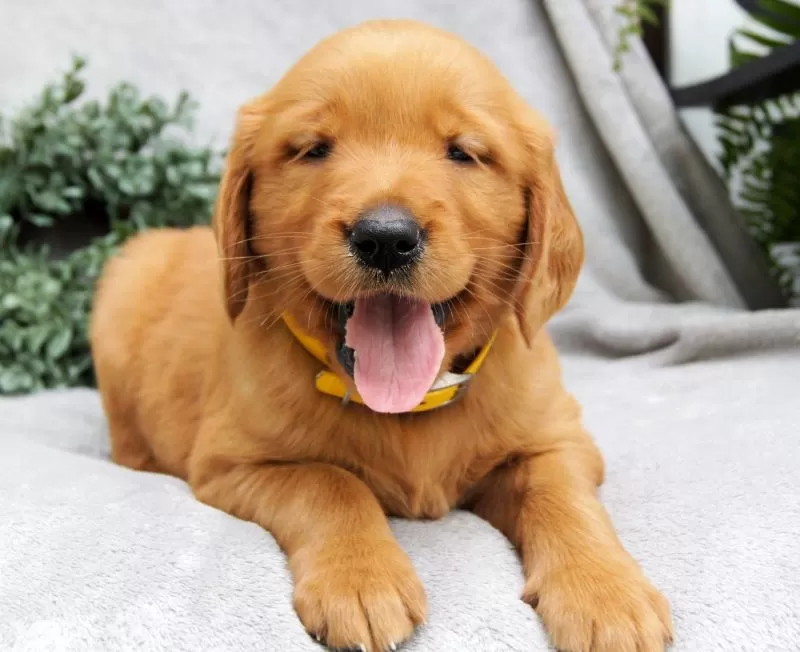 Dixie