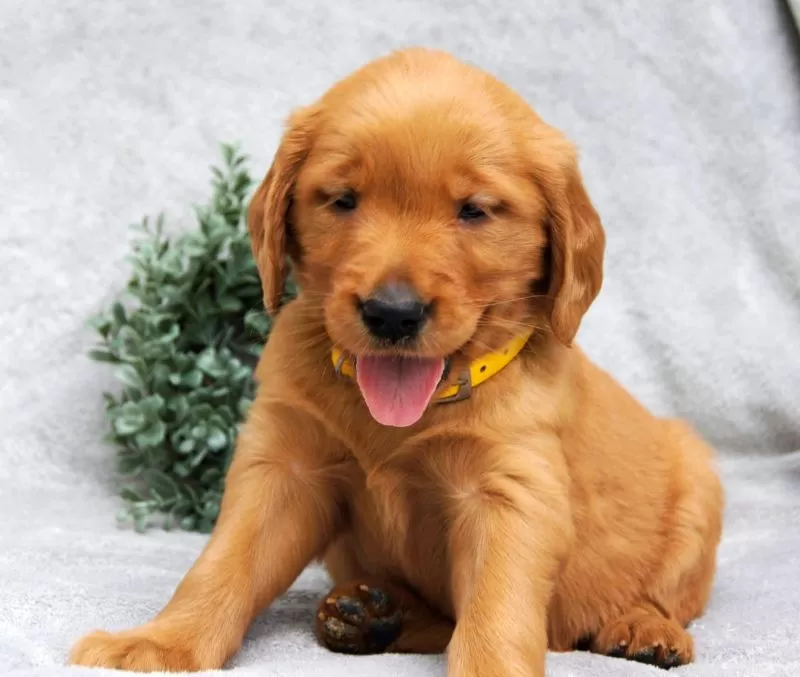 Dixie
