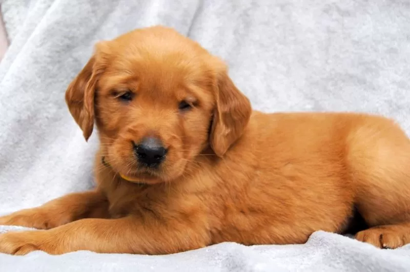Dixie