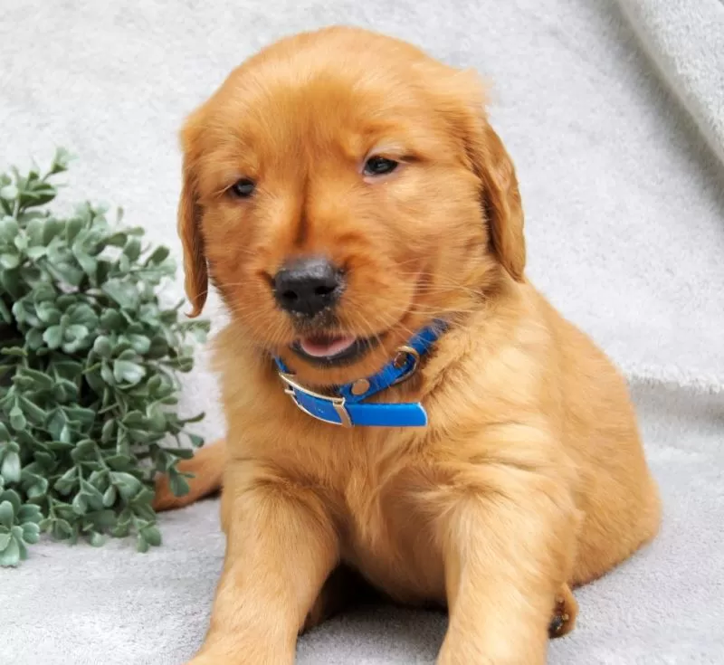 Puppy Name: Princess