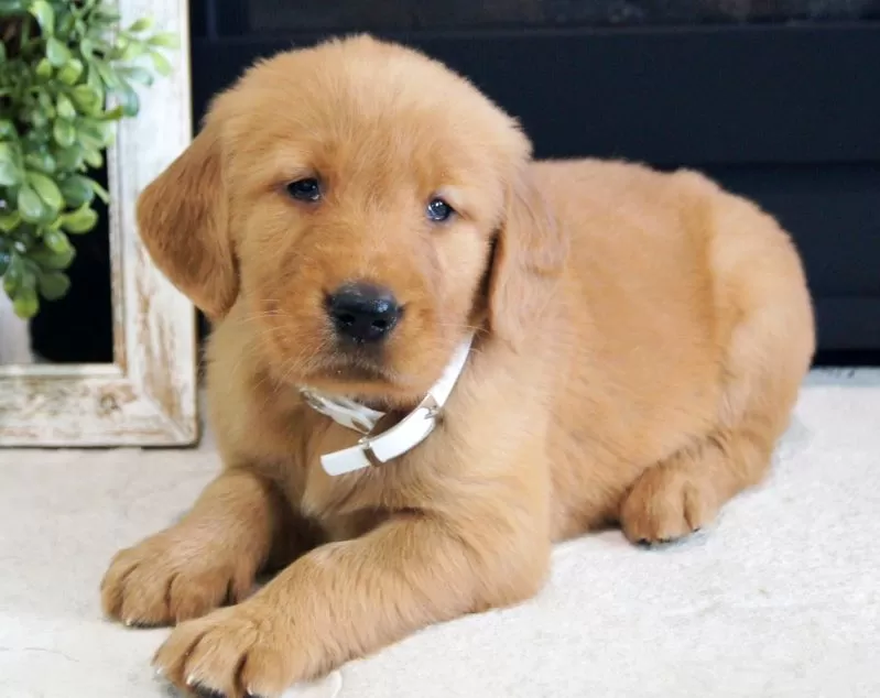 Puppy Name: Daisy