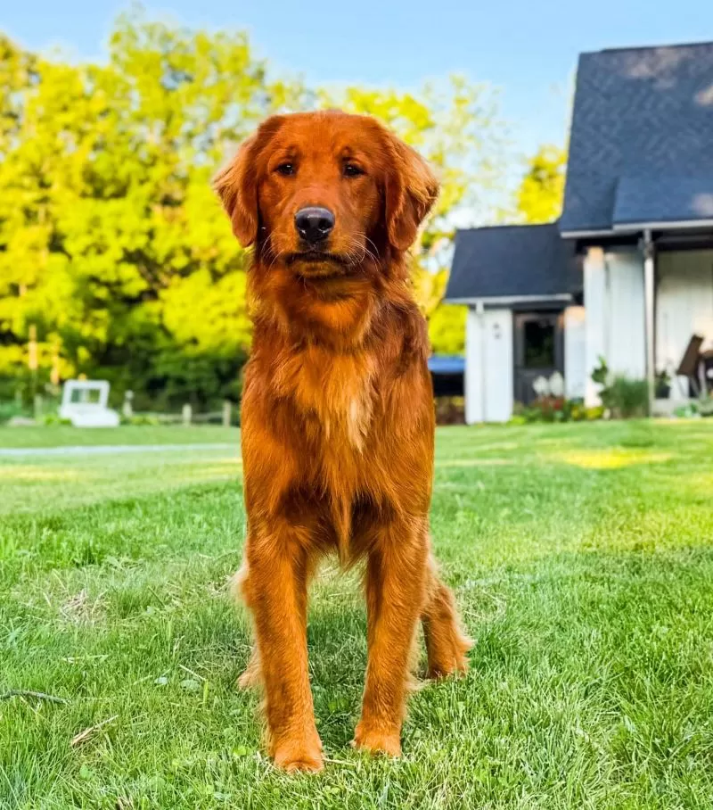 Daisy