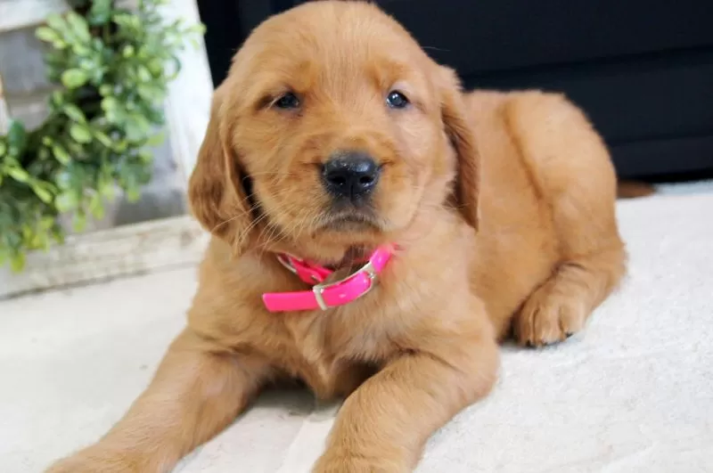 Puppy Name: Sadie