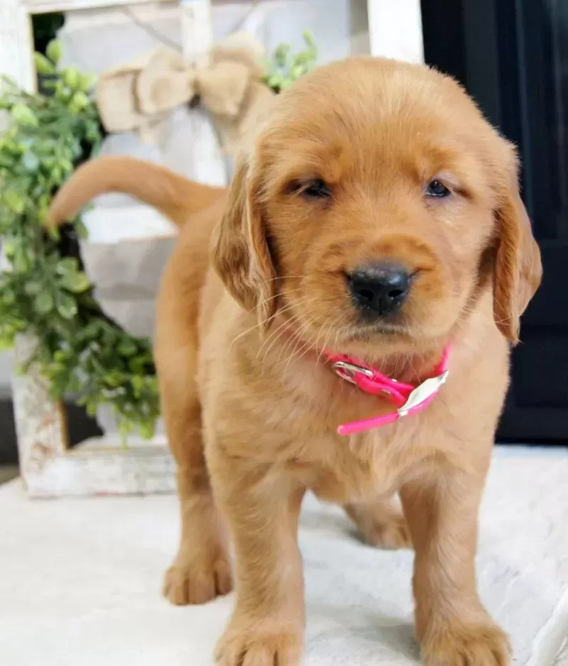 Puppy Name: Sadie