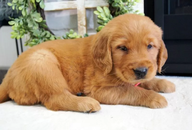 Sadie