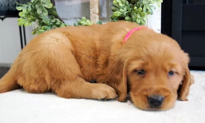 Sadie