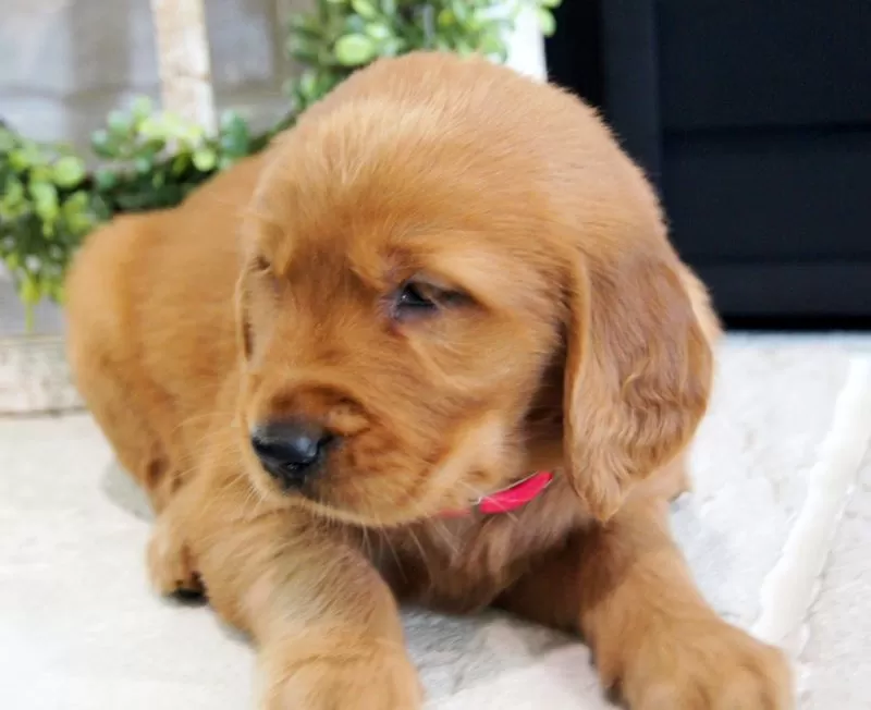 Sadie
