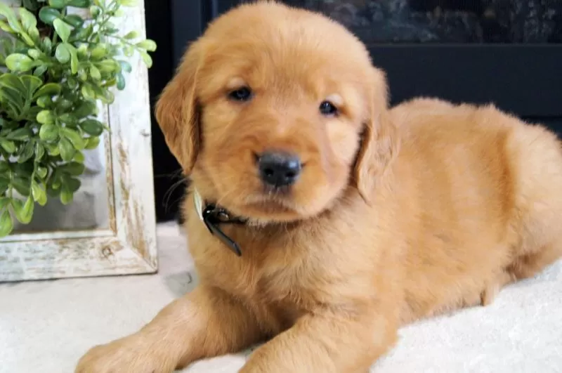 Puppy Name: Zoe