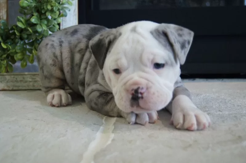 Puppy Name: Pepsi