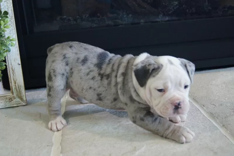 Puppy Name: Pepsi