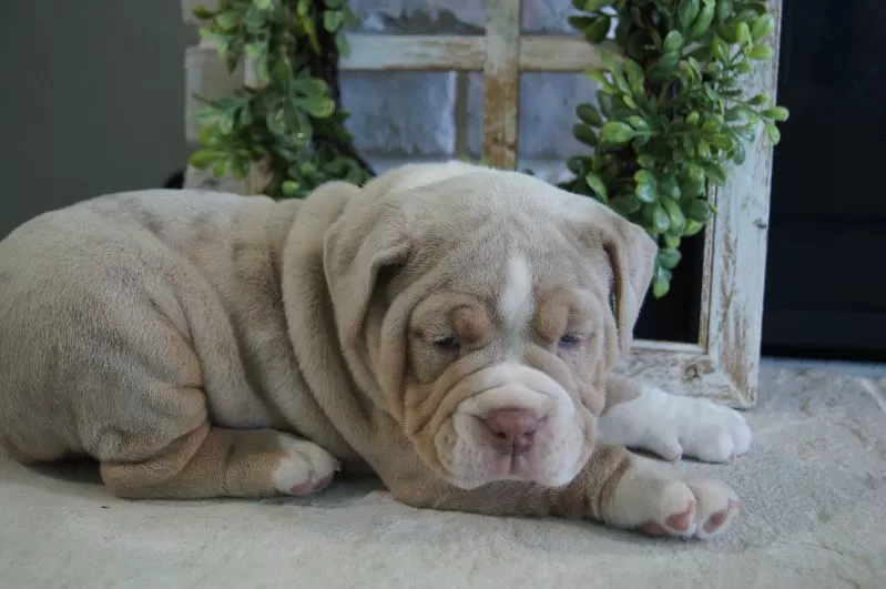 Puppy Name: Bruno
