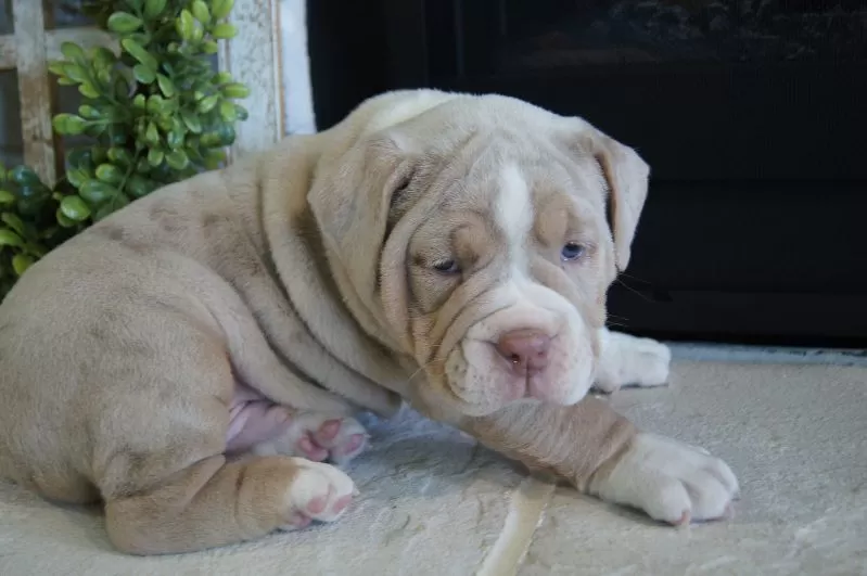 Bruno