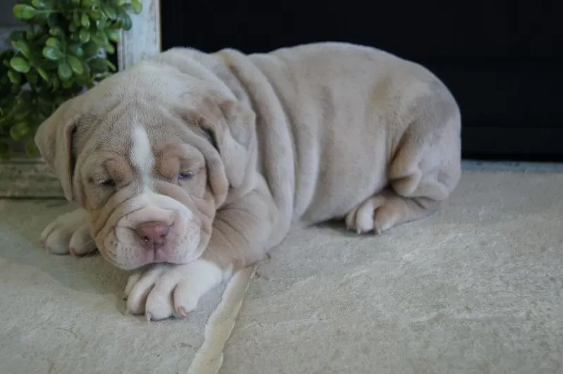 Bruno