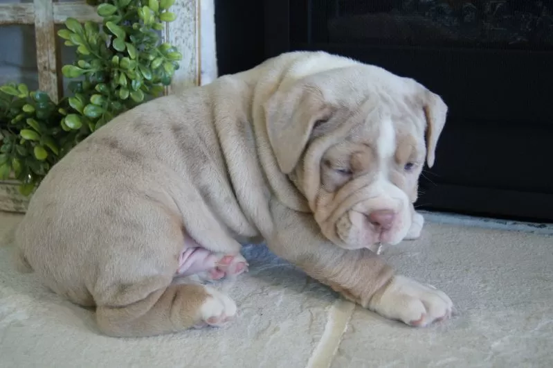 Bruno