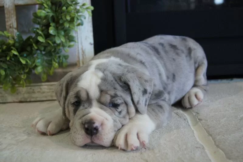 Puppy Name: Gunner