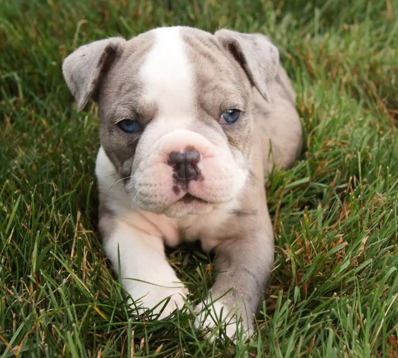 Puppy Name: Zoe