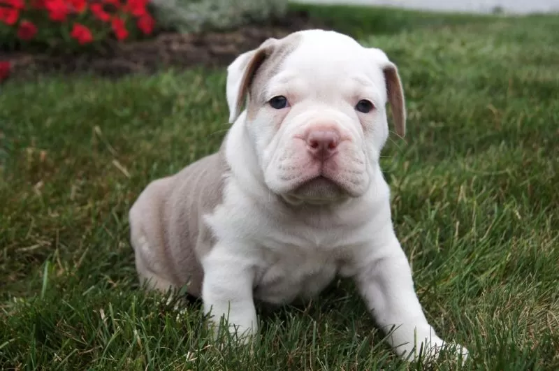 Puppy Name: Oakley