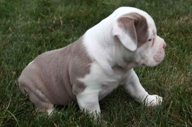 Oakley