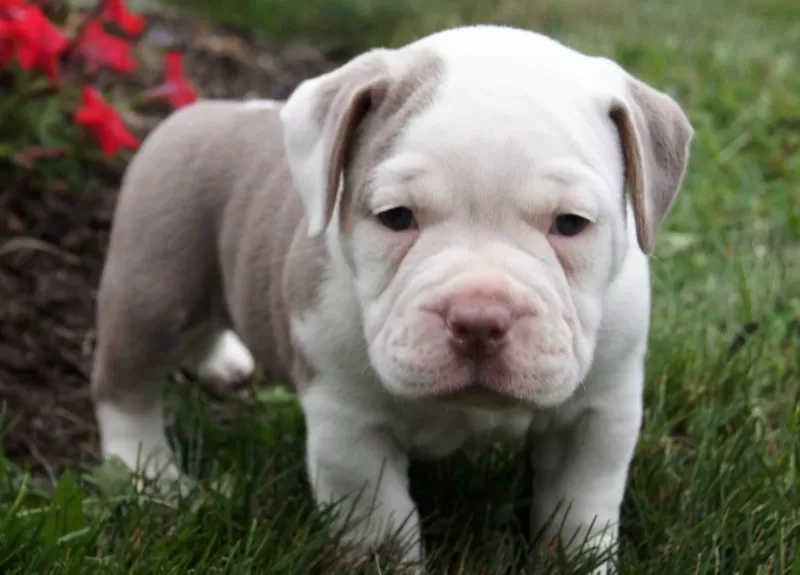 Oakley